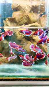 HMPK  SALAMANDER DUMBO 萨拉曼特打架鱼BETTA FISH/MALE&FEMALE&PAIR/3MTH SIZE S-M/RANDOMPICK