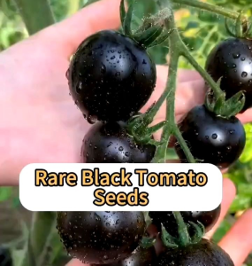 (KEMASAN PREMIUM) BIJI | BENIH TANAMAN TOMAT CHERRY BLACK PEARL ( isi -+100 Butir)