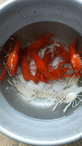 Lobster Hias aquarium Aquascape paket hemat lobster super berkualitas l