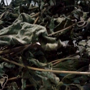 Daun Kirinyuh Kering/Balakacida kering