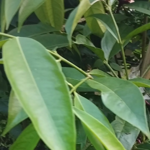 Jual daun mahkotadewa daun mahkota dewa segar