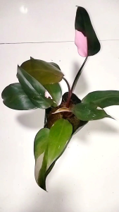 Philodendron Pink Princess Classic