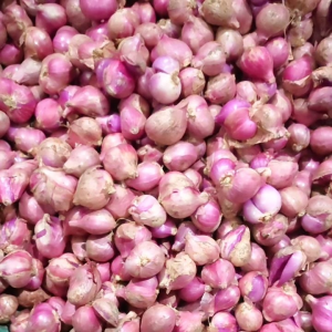 brambang / bawang merah super door