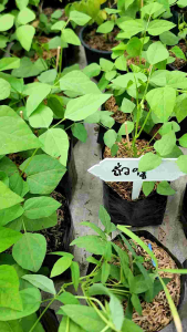 ถั่วพู ต้นถั่วพู (Winged bean) ถั่วปู ปลูกง่าย พร้อมส่ง