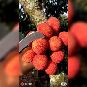 10 BUTIR BENIH TANAMAN LECI IMPORT (KEMASAN ORIGINA)