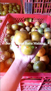 JERUK SIAM BATU MALANG | JERUK FRESH MANIS HASIL KEBUN SENDIRI | JERUK SIAM MADU | JERUK SEGAR