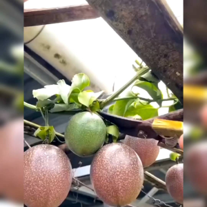 5 BIJI / BENIH BUAH MARKISA UNGU (REPACK)