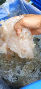 กิโลสุดคุ้ม แมงกะพรุนจืด 3 ครั้ง หัวรวมขาพร้อมทาน ชิ้นใหญ่ กรุบกรอบ ยำปิ่งย่าง 6 ราย