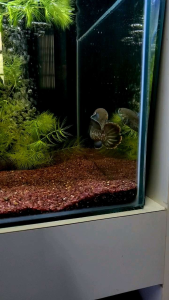 DEEPAVALI SALES CHANNA ANDRAO 3/4" IMPORTED INDIA WILD CAUGHT🔥🔥🔥