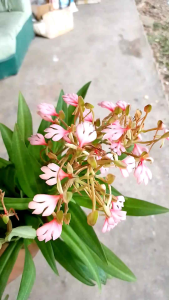 กล้วยไม้ดินดอกลิ้นมังกรสีชมพู มีกลิ่นหอมมาก ชุด 20  ต้น(ช่วงนี้ส่งเป็นหัวนะคะ)