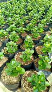 Bibit Ficus/beringin Dolar Mangkok Mikro Ori