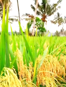 Benih Padi Unggul Trisakti 75HST Kemasan (1 Kg) Kualitas Super