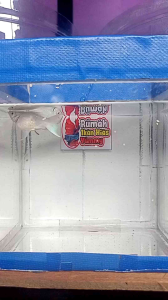 sepasang molly white platinum cawang plus pakan + peking rapih