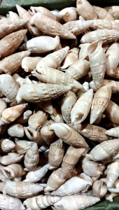 Cangkang kerang pocong coksu - kerang pocong putih - cangkang kerang kecil - ecer kerang hias - kerang burung - kerang bahan kerajinan