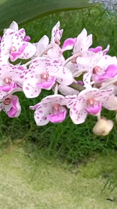 ช้างกระ( ลุ้นช้างกระ Blue)