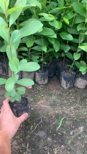 Cây trâm giống - trâm quả tím- trâm tuổi thơ giống siêu trái 19k 1 cây mua 10 tặng 1