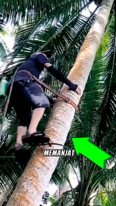 ALAT PANJAT POHON KELAPA SUPER KUAT KOKOH TAJAM FREE TALI PENGAMAN KAKI