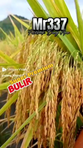 (5KG) BENIH/BIBIT PADI MR 337 SUPER UNGGUL BERKUALITAS super premium BULIR