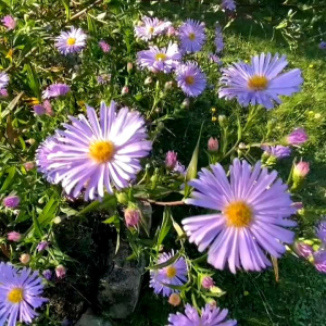 (KEMASAN PREMIUM) BIJI | BENIH BUNGA ASTER SKY BLUE