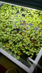 浮萍Duckweed Lemnoideae ( Aquatic water floating plant)Betta Guppy