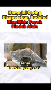 Racun Tikus Mati Kering dan tidak bau  Mouse Rat Killer Produk Untuk solusi Hama Tikus tak terkendali