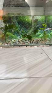 BEKRON GARUDA SEMI ABUTAI 10 GELOMBANG