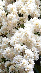 ลัดดาวัลย์ ต้นใหญ่ดอกสวย กลิ่นหอม กระถางใหญ่ 15 นิ้ว สูง 1.50 เมตร (กทม)