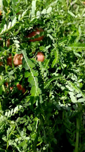 6 ราคาสูงสุดสำหรับสมุนไพรลูกใต้ใบแห้งสำหรับการผ่อนตัว ตามน้อยกว่านกแก้ว และทุกชนิด