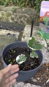 BAJA OPPA [LEAF AND FLOWERS] 100% Natural Microbe Fertilizer  - Accelerates Plant Growth and Health with Korean Microbe Technology Bio Fertilizer