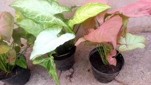 3 ต้น ออมนาค ชุดพิเศษ ต้นออมเงิน ออมชมพู ราคา 99 บาท