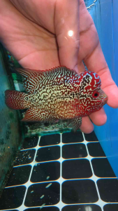 Flowerhorn srd big kok male fish 泰国大头仔SRD pellet trained