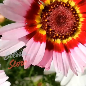 (-+400 butir) Benih bunga painted daisy import [kemasan pabrik]