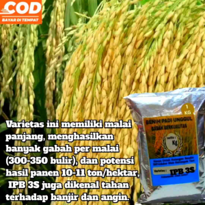 PADI UNGGUL IPB 3S benih super