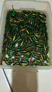 Lilin Betina Samber Lilin & Pemikat Hidup: Panduan Lengkap