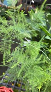 #โปร่งฟ้า (Asparagus Fern / Plumosa Fern) โปร่งฟ้า (Asparagus Fern / Plumosa Fern) ชื่อวิทยาศาสตร์ : Asparagus setaceus โปร่งฟ้า มีถิ่นกำเนิดทางแอฟริกาใต้ ลำต้นและใบมีความอ่อนช้อยงดงามยิ่งนัก ถ้าปล่อยให้เจริญเติบโตเต็มที่บางต้นอาจสูงได้ถึง 3 เมตร ใ