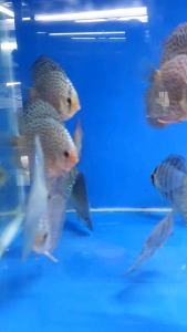 Blue Turqoise Discus/Ornamental fish/Freshwater/Readystock
