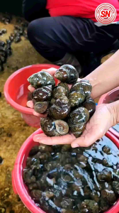 ต้นตำรับ หอยขมยักษ์รัตนะ ไซส์ 4-6 เดือน (10 แถม 2 ตัว) สายพันธุ์แท้ 100% จากฟาร์มสวนเกษตรนานาพันธุ์