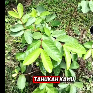 Daun Jambu Batu segar/番石榴葉(有機&天然/Organic )50 helir