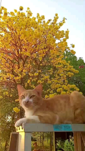 เหลืองอินเดียเมล็ดพันธุ์ ชุด 100 เมล็ด พันธุ์ไม้ดอกยืนต้นยอดนิยม ออกดอกบานเต็มต้น