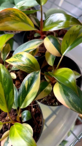 🍀🌸Philodendron Red Congo Variegatedด่างหลากสี ด่างแล้วไม่ต้องลุ้น🌸(ชุด1ต้น)🌸