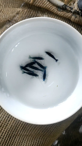 Neo Shrimp - Paket Udang hias blue Diamond - udang hias aquarium Aquascape - udang hias air tawar - pembersih aquarium Aquascape - hiasan Aquarium Aquascape