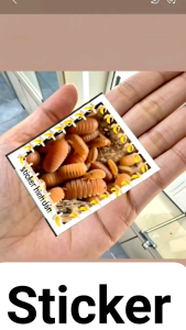 10 isopod cubaris orange hỗ trợ đất trồng terrarium