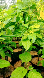 Bibit Tanaman Bunga Kenanga Kuning Original