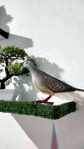 PATUNG JONTROT BURUNG PERKUTUT