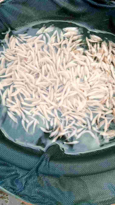 Paketan 50 Bibit Gurame Nguaci Padang Termurah & Pakan