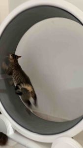 READY STOCK!!! ePetz Cat Treadmill Puppies&Cat Running Wheel aBS Fel with Cable Charging/Solar Charging