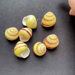 เปลือกหอยทากบกวงแหวนสีน้ำตาล LAND SNIAL SHELL สำหรับตู้ปลาและตกแต่ง