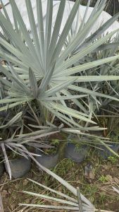 Cây cọ bạc đẹp bao sống