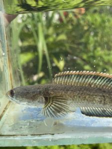 CHANNA LIMBATA ORI BUKIT SAIZ 5 INCI