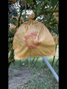 100pcs Sarung Buah Limau Bali Sarung Buah Buah-buahan Pembalut Buah Limau Pomelo Bag Fruit Bag Ketas Buah 柚子袋 水果袋 水果套袋